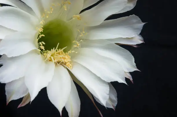 Cactus flowers echinopsis tubiflora, selective focus, black background