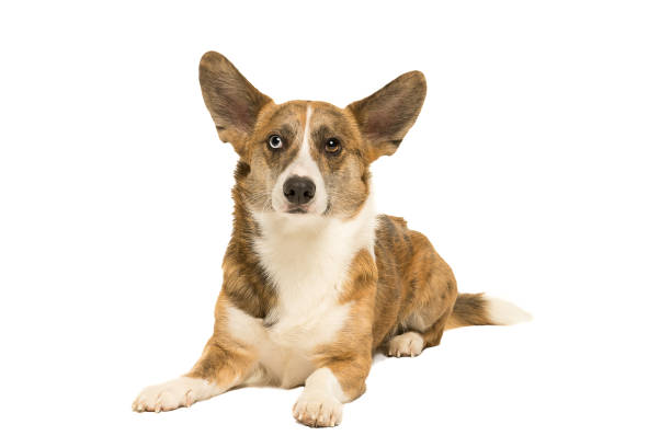 istock Male Cardigan Corgi isolated in white 895805790