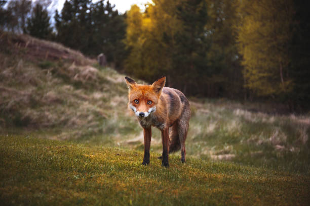istock Wild red fox near HIrtshals 895813094