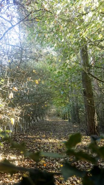 istock Autumn Woodland Path 895813718