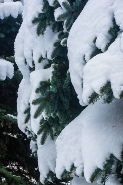 istock Green fluffy fir tree branch in the snow 895816222