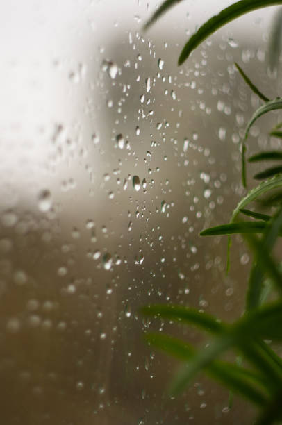 istock house plants and raindrops on the window glass 895816818