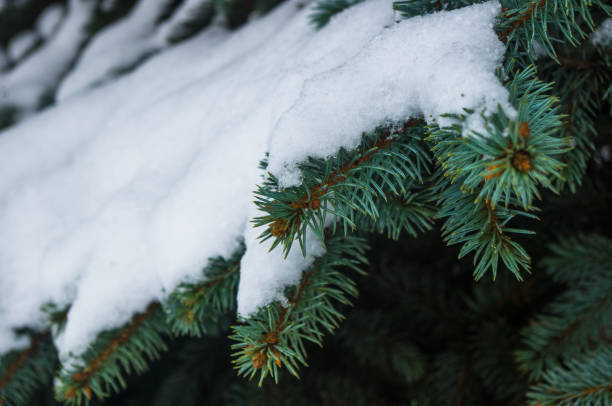 istock Green fluffy fir tree branch in the snow 895821176