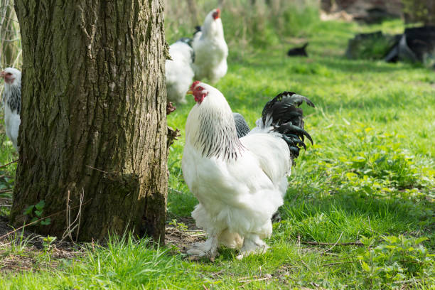 Free Range Brahma Chickens Hens And Roosters In A Garden Stock