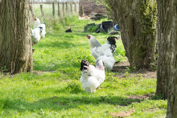 istock Free range Brahma chickens, hens and roosters, in a garden 895821584