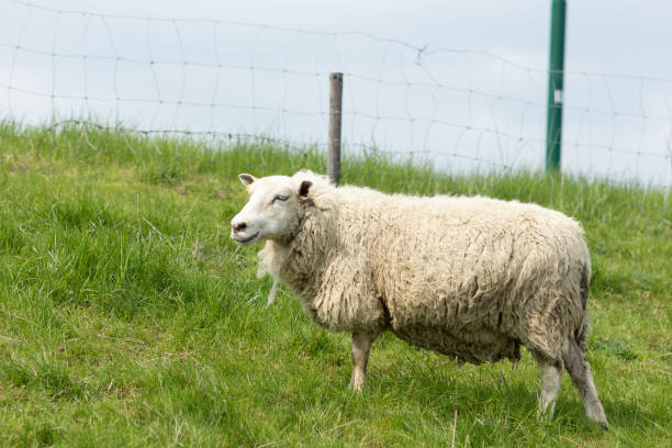 istock Sheep grazing on a Dutch dike in the summer 895823700