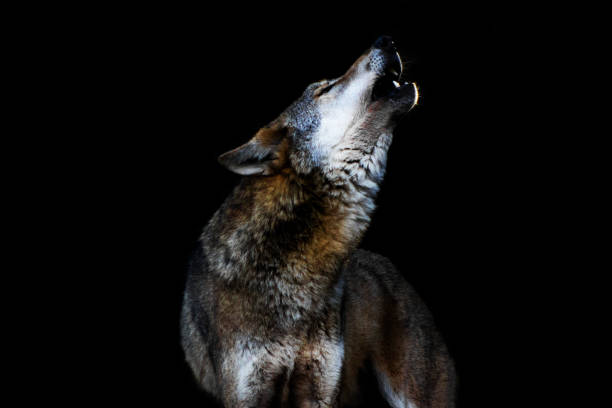 heulender Wolf II heulender Wolf II howling stock pictures, royalty-free photos & images