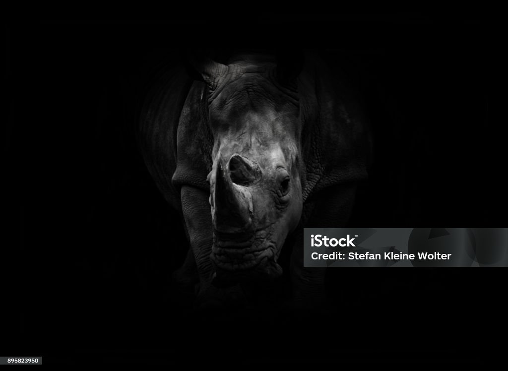 Nashorn - Lizenzfrei Nashorn Stock-Foto