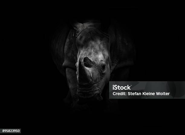 Nashorn Stockfoto und mehr Bilder von Nashorn - Nashorn, Schwarzer Hintergrund, Deutschland