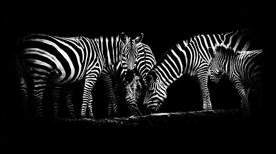 Zebras at feeding