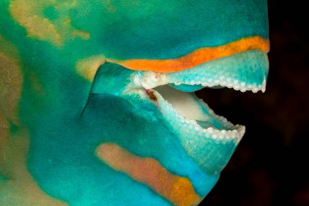 Impressing Beak of a Male Ember Parrotfish Scarus Rubroviolaceus, North of Yillret Island, Moluccas, Indonesia This is the beak of a Male Ember Parrotfish Scarus Rubroviolaceus. parrot fish stock pictures, royalty-free photos & images