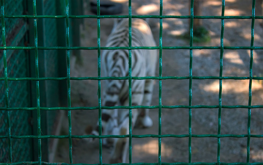 White Bengal Tiger at the green lattice