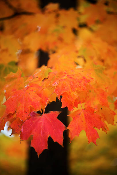 Red autumn leaves