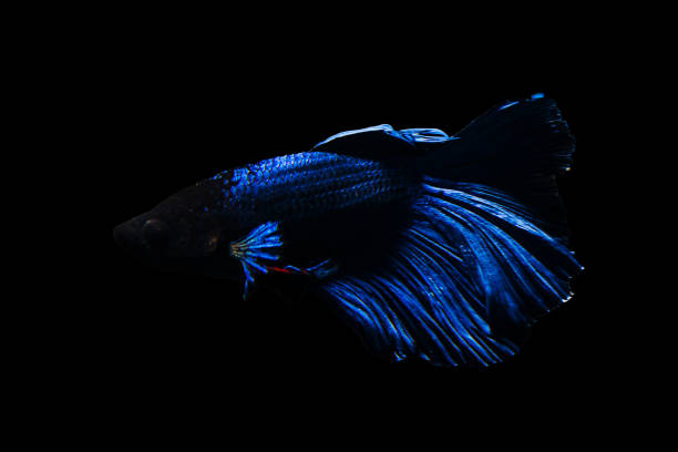istock Betta fish Halfmoon Betta  moving moment beautiful  fish in thailand  . 895834248