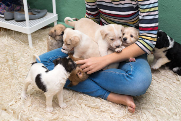 istock Woman playing with puppies 895834440