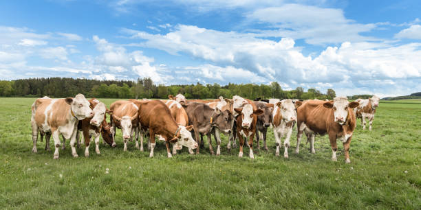 herde kühe auf einer weide in unteralläu - bayern - deutschland - allgau field landscape bavaria stock-fotos und bilder