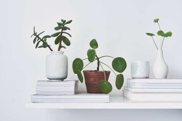 istock Flowers and green plants on a shelf 895836732