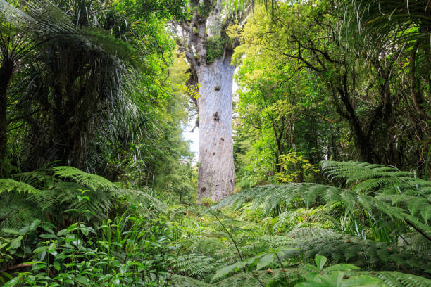 Tane Mahuta, lord of the forest Tane Mahuta, the lord of the forest: one of the largest Kauri trees in Waipoua Kauri forest in New Zealand waipoua forest stock pictures, royalty-free photos & images