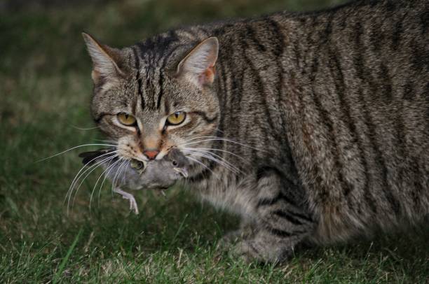 Prey Cat holds a recently caught bird in its mouth. stray cat stock pictures, royalty-free photos & images