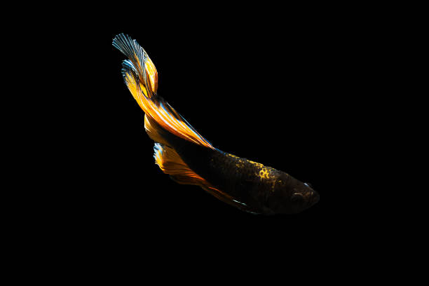 istock Betta fish Halfmoon Betta  moving moment beautiful  fish in thailand  . 895850888