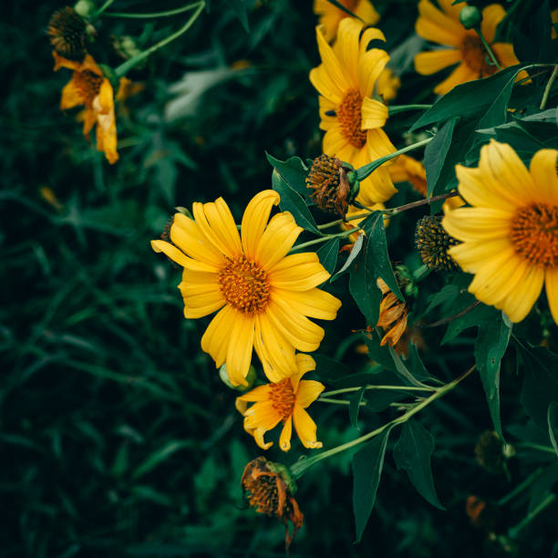 istock Closeup Tree marigold flower (Tithonia diversifolia), Mexican sunflower 895854108