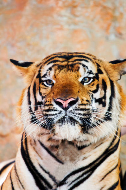 istock portrait Of Face Tiger 895856228