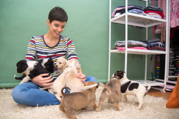 istock Smiling woman playing with puppies 895858906