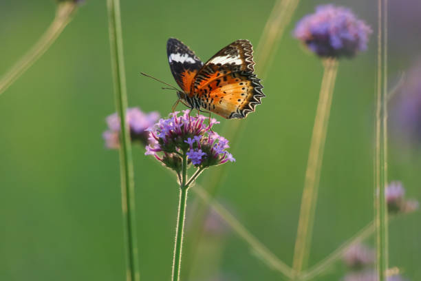 istock Butterfly feeding on purple flower 895875064