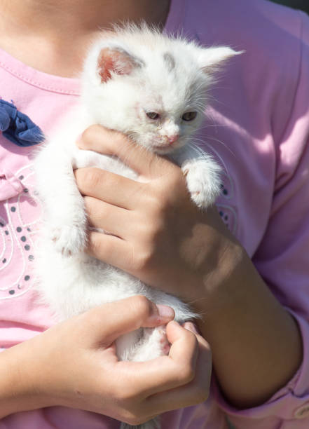istock little white kitten in her arms 895886384