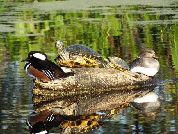 istock Hooded Merganser (Lophodytes cucullatus) & Florida Red-bellied Cooter  (Pseudemys nelsoni) 895886488
