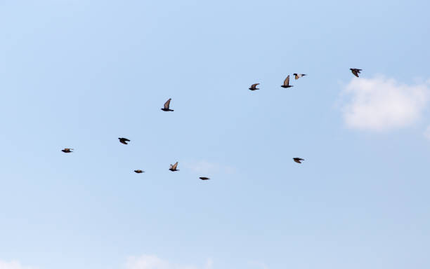 istock a flock of pigeons in the sky 895888866