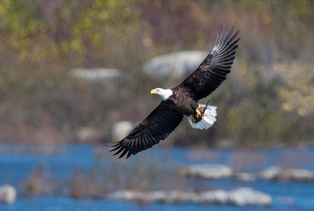 istock Bald eagle in flight over the river with a fish, Haliaeetus leucocephalus 895897780
