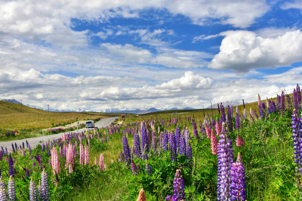 istock Lupines near lake Tekapo 895900404