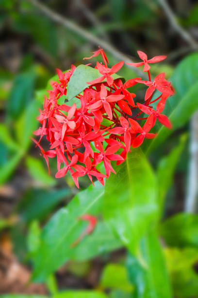 istock spike flower red in garden and soft backgrounds 895907932