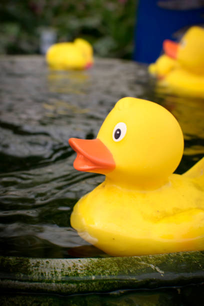 istock A Rubber Duck on the edge of a small pond 895910462