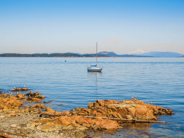 istock Seagulls at the rocky shore of Sidney 895910720