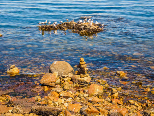 Seagulls at the rocky shore of Sidney BC, Canada