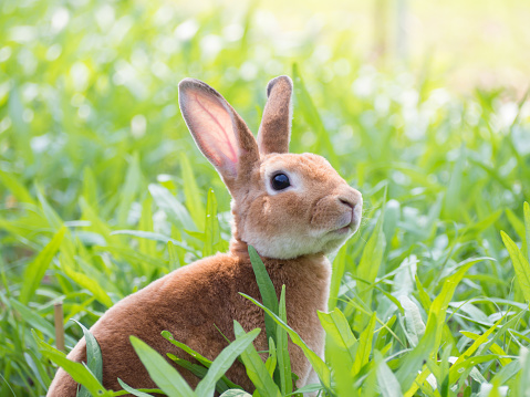 Brown Rabbit in green meadow