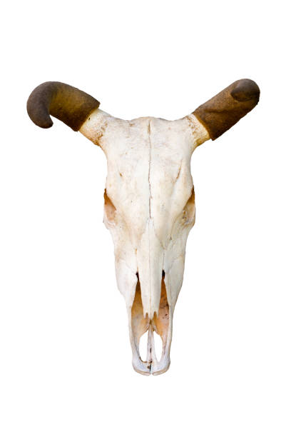 istock Cow skull isolated on white background. 895918860