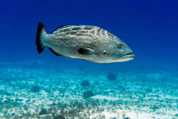 Stock photo os a large black grouper swimming in open water off the coast of Cancun, Mexico.