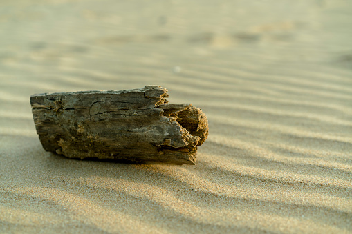 Pieces of tree trunk sticking out of sand at a bank of the River Vistula (Wisla), Poland