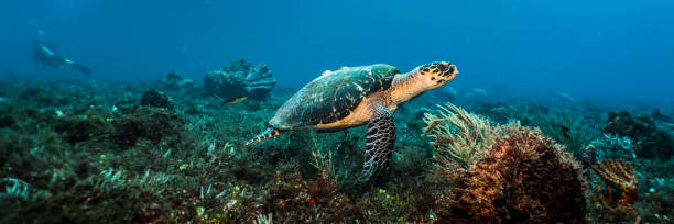 Swimming Hawksbill Sea Turtle stock photo