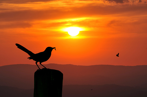 Bird with insect sunset
