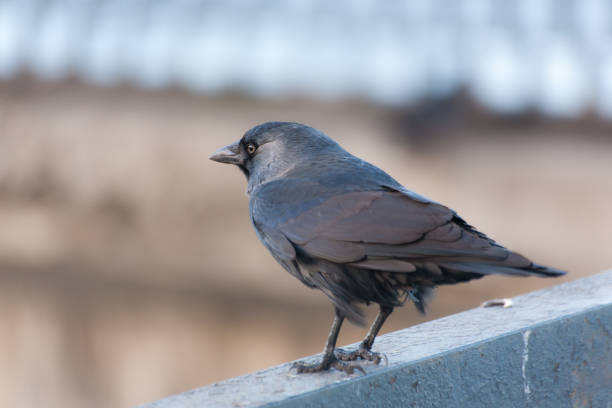 istock portrait of a sitting jackdaw 895936124