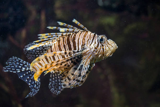 istock Scorpionfish in the sea 895942820