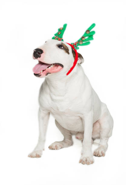 istock christmas bull terrier dog 895952752