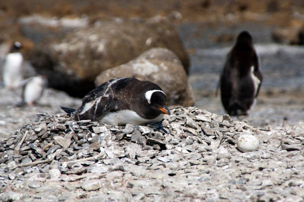 braun bluff, gentoo penguin handauflegen nest mit ei am strand - pebble gentoo penguin antarctica penguin stock-fotos und bilder