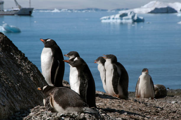 braun bluff, gentoo pinguine mit ansichten von eisbergen - pebble gentoo penguin antarctica penguin stock-fotos und bilder