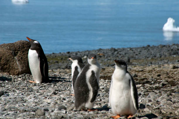 braun zu bluffen, prüft gentoo penguin auf felsigen strand - pebble gentoo penguin antarctica penguin stock-fotos und bilder