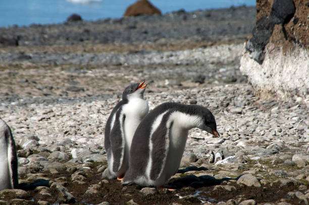 brown bluff, pingüino comprueba en playa rocosa - pebble gentoo penguin antarctica penguin fotografías e imágenes de stock